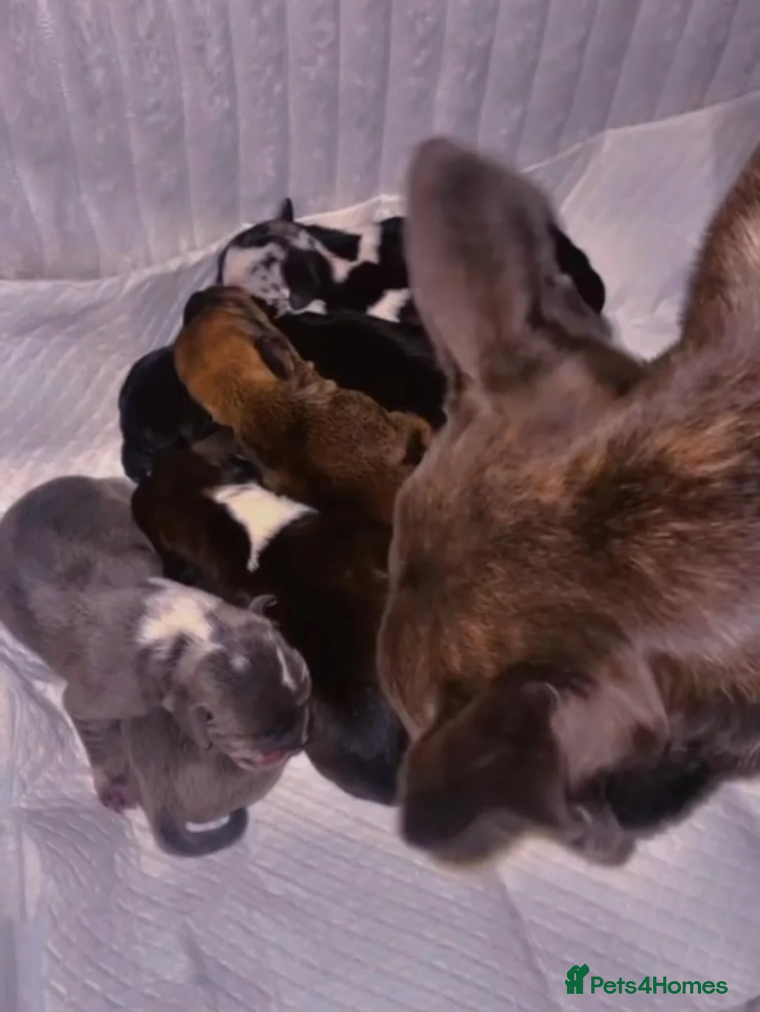 Mixed Breed dogs for sale: French wheener - Advert 6