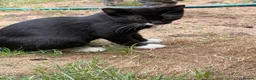 Mixed Breed cats for sale: Adorable kittens rehome ASAP - Advert 10