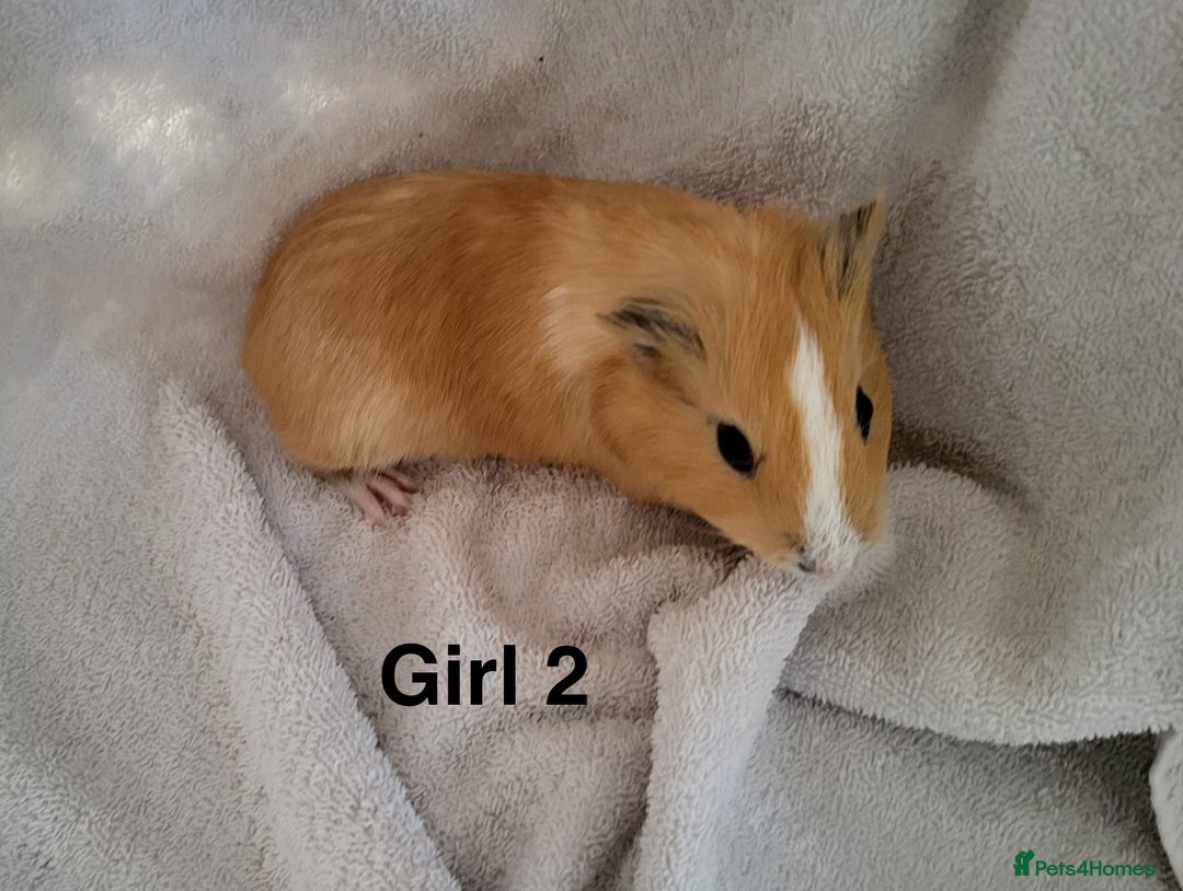 Guinea Pig rodents for sale: Baby Guinea Pigs  - Advert 3