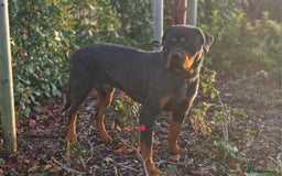 Rottweiler dogs for sale: 🔥 “Simba the Great — Now Available!” - Advert 4