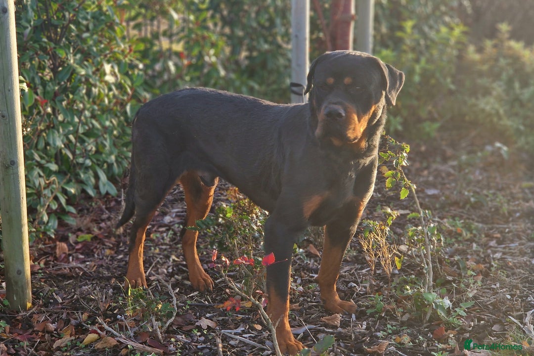 Rottweiler dogs for sale: 🔥 “Simba the Great — Now Available!” - Advert 4