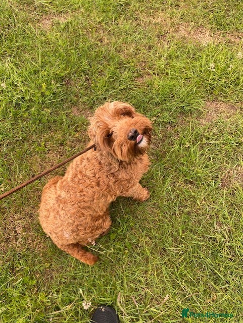Cavapoo dogs for sale: 💕 Peach the cavapoo 💕 - Advert 1