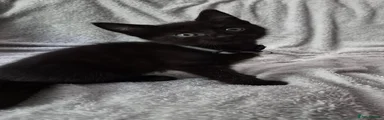 Female black