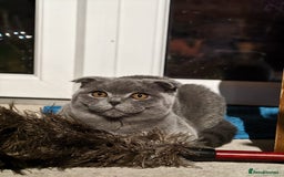 Scottish Fold cats for sale: Last British Shorthair kitten - Advert 39