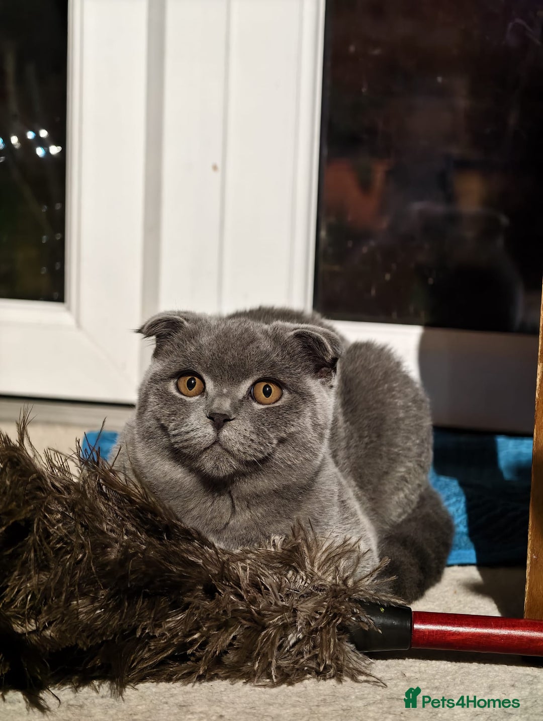 Scottish Fold cats for sale: Last British Shorthair kitten - Advert 39