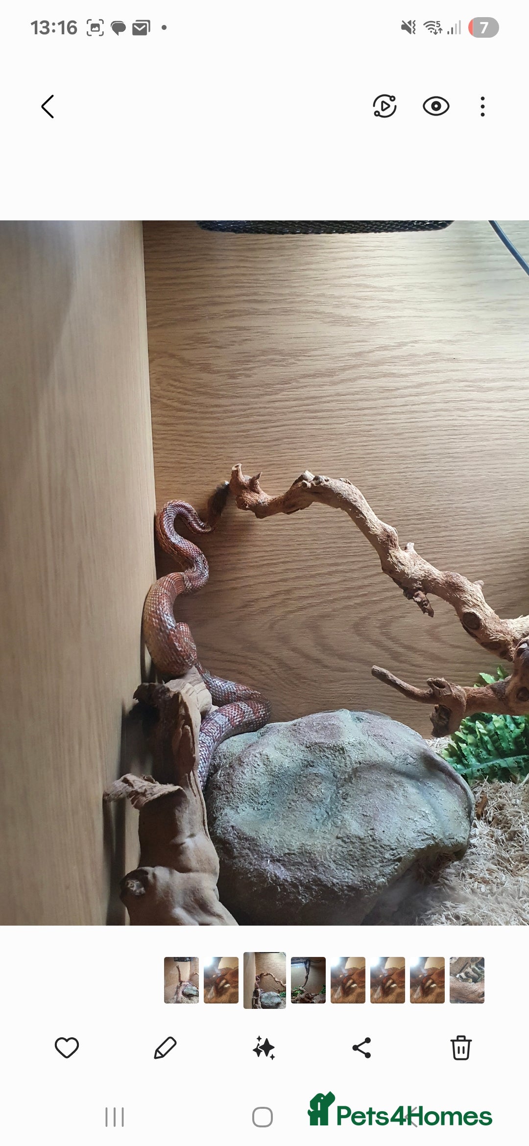 Corn Snake reptiles for sale: Happy corn snake comes with full set up  - Advert 5