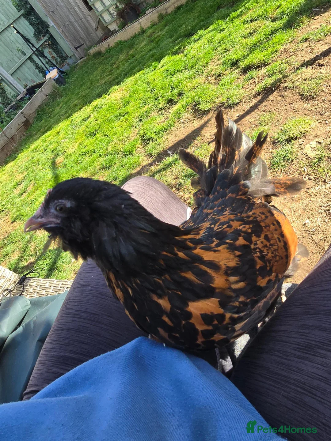 Chickens poultry for sale: Gold Spangled Thuringian bantam pullets  - Advert 2