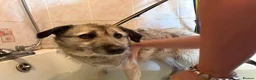 Mixed Breed dogs for adoption: Letty - Norwich Norfolk  - Advert 4