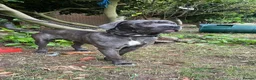 Cane Corso dogs for sale: Pure breed grey cane Corso fully vaccinated - Advert 3