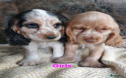 Cocker Spaniel dogs for sale: KC Registered Pure Show Type Cocker Spaniels  - Image 3