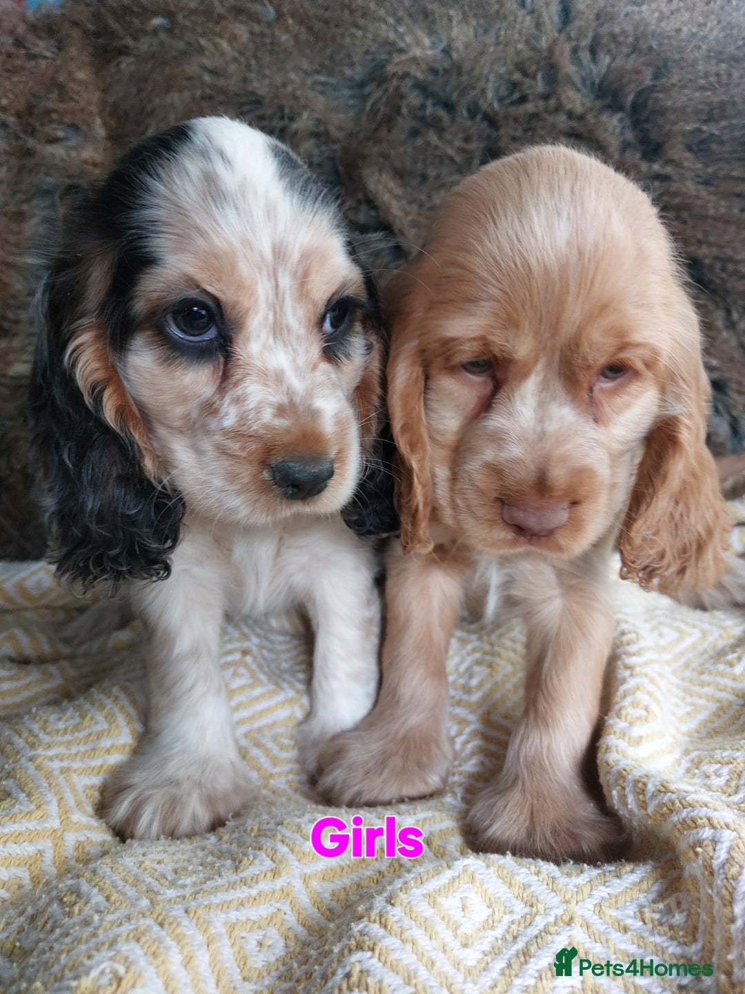 Cocker Spaniel dogs for sale: KC Registered Pure Show Type Cocker Spaniels  - Image 3
