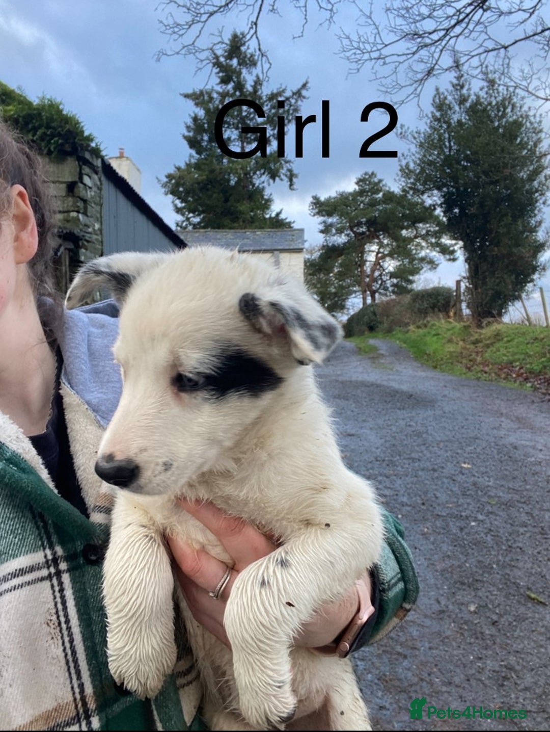 Border Collie dogs for sale: Black & White Border Collie Pups near Hay-on-Wye - Advert 6