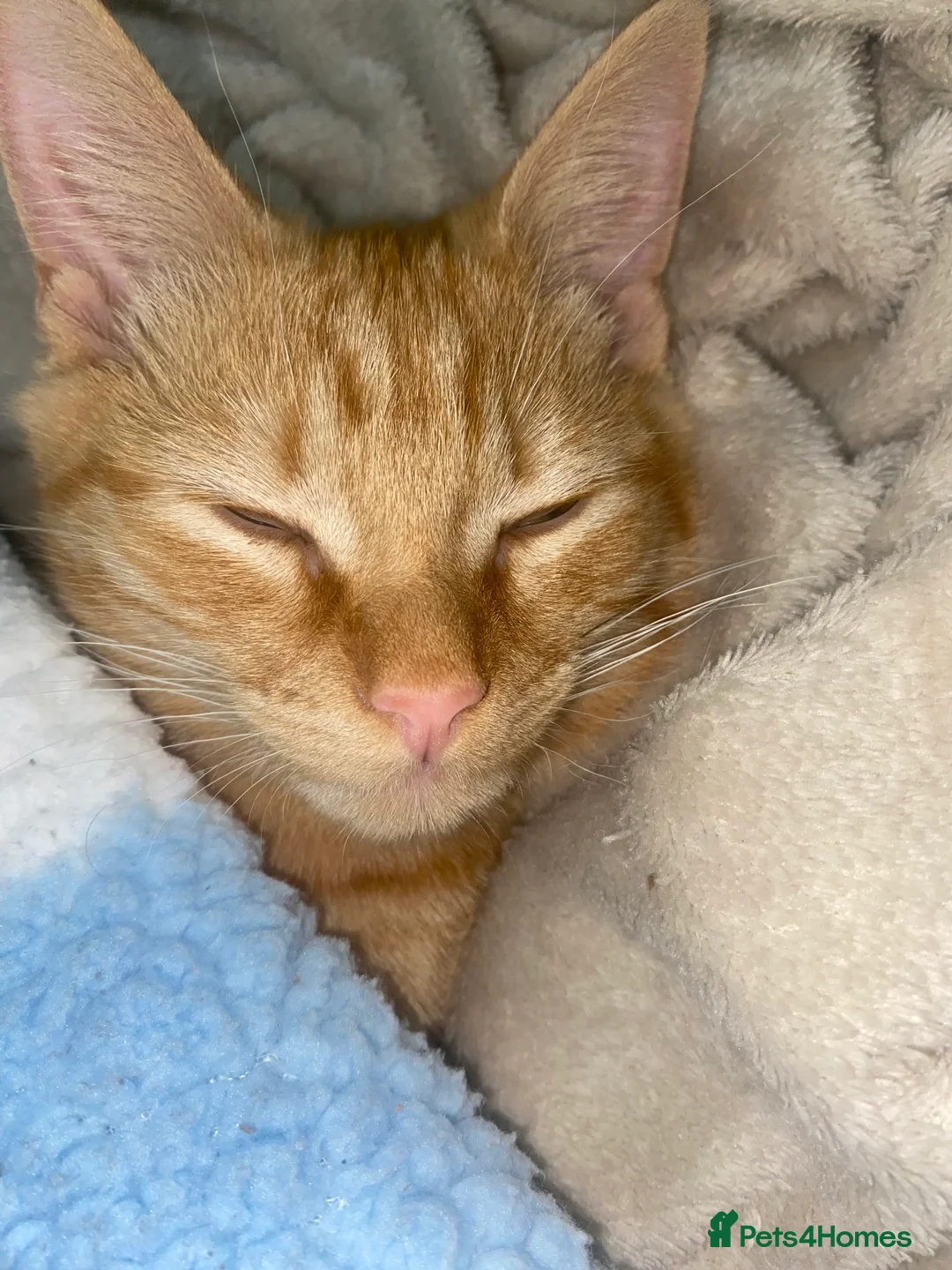 Mixed Breed cats for sale: 7 months microchipped male ginger mixed kitten - Advert 12