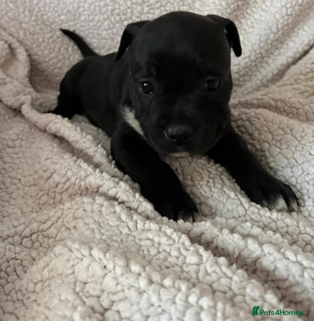 Staffordshire Bull Terrier dogs for sale: Stunning Staffordshire Bull Terrier Pups  - Advert 8