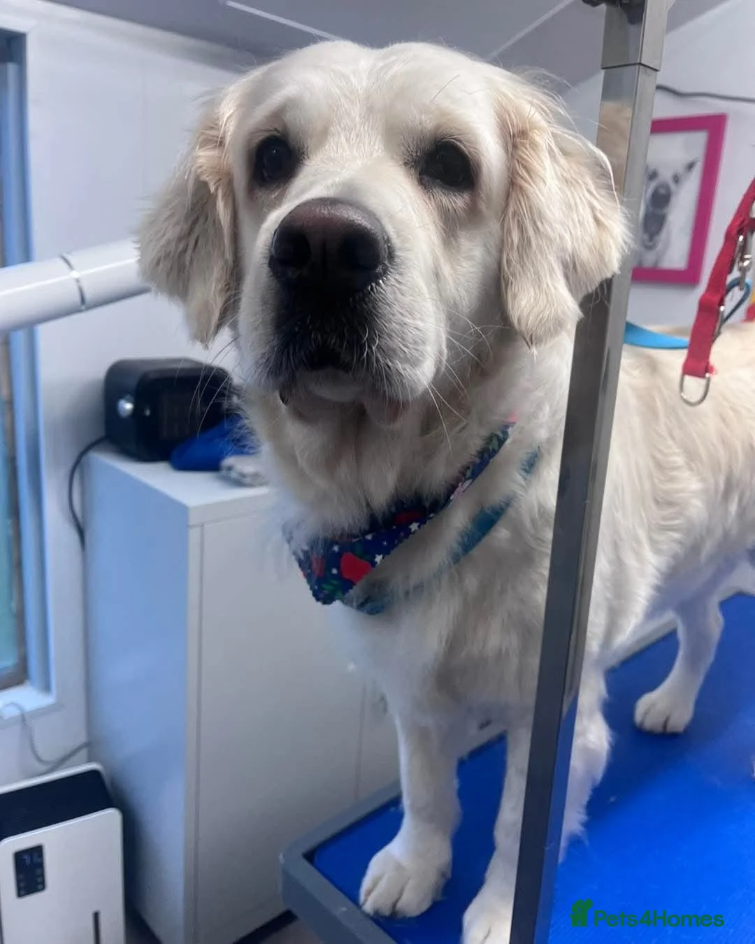 Goldador dogs for sale: Goldador Puppies – Show & Working Lines in Perth - Advert 14