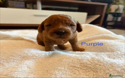 Cockapoo dogs for sale: ⭐️Exceptional litter - Cockapoo F1BB⭐️ - Image 21