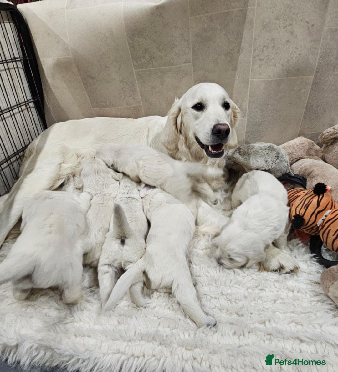 Golden Retriever dogs for sale: 🌟Beautiful Golden Retriver puppies 🐾 - Advert 17