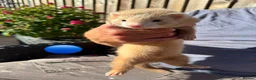 Ferret rodents for sale: 3 ferret kit hobs available - Advert 9