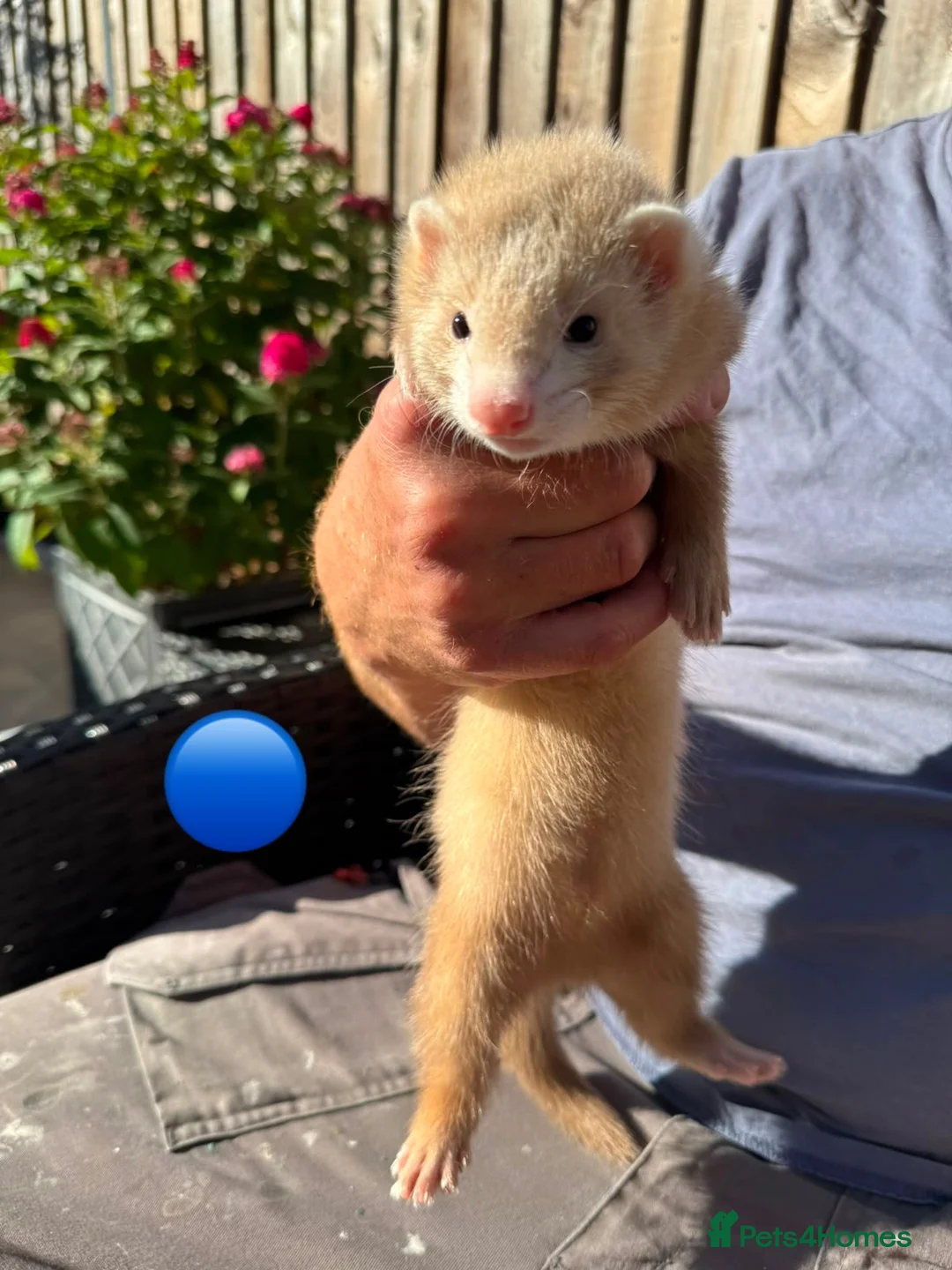 Ferret rodents for sale: 3 ferret kit hobs available - Advert 9