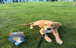 Golden Retriever dogs for sale: Beautiful 6-Month-Old Golden Retriever – “Waffle” - Image 3