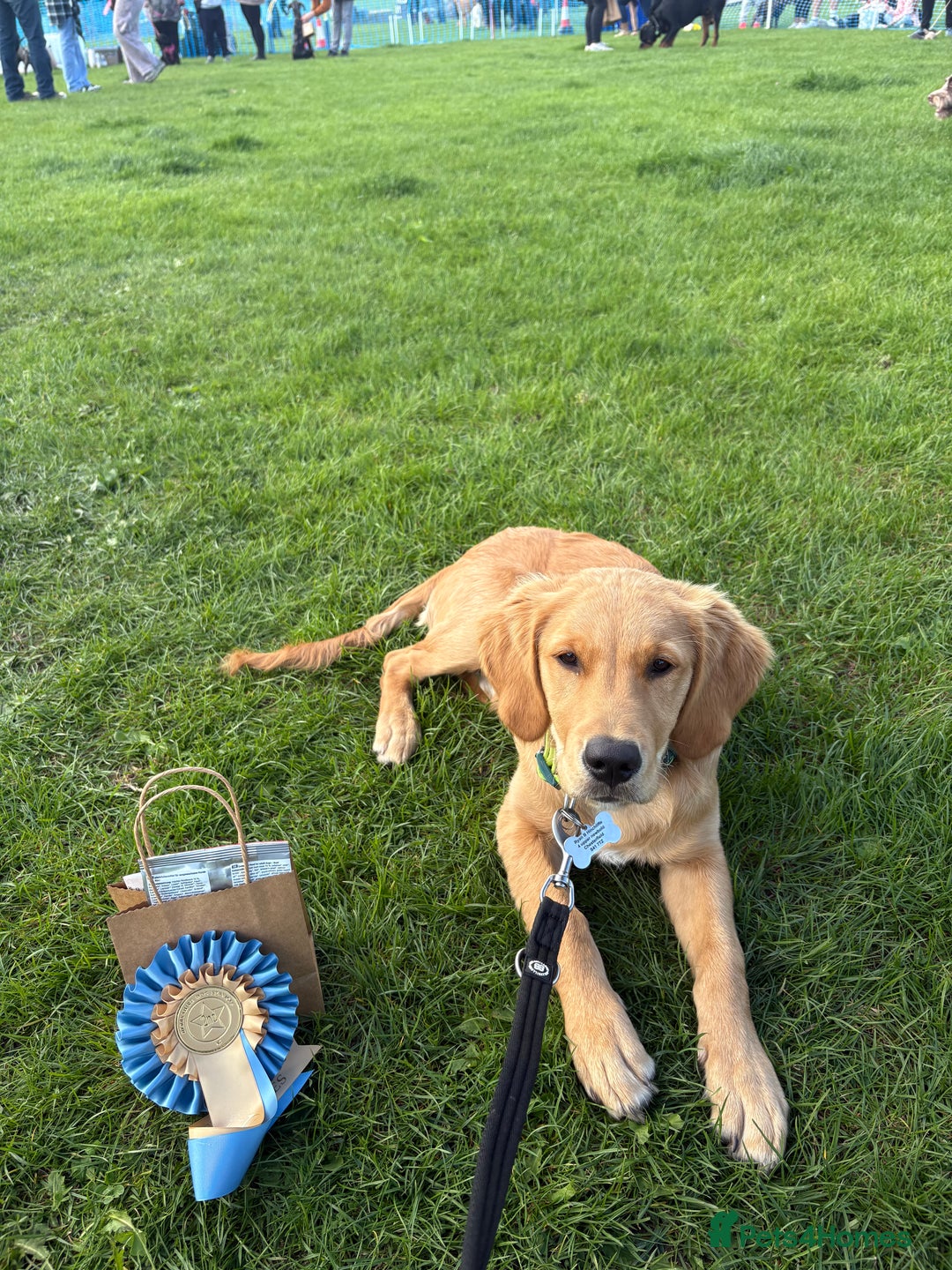 Golden Retriever dogs for sale: Beautiful 6-Month-Old Golden Retriever – “Waffle” - Image 3