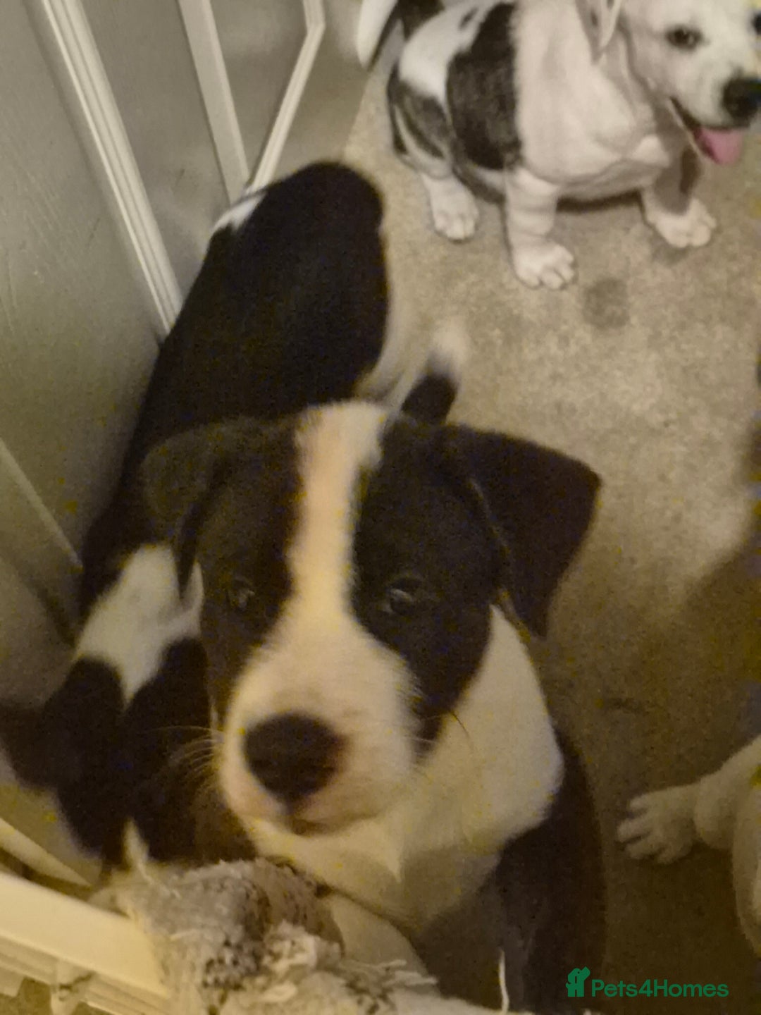 Mixed Breed dogs for sale: 🐶 Staffy x Japanese Akita Puppies 🐶 in Weston-super-Mare - Image 10