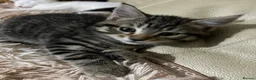 Mixed Breed cats for sale: 6 Lovely Kittens for sale  - Advert 10