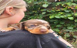 Miniature Dachshund dogs for sale: Beautiful KC registered miniature dachshund babies - Image 10