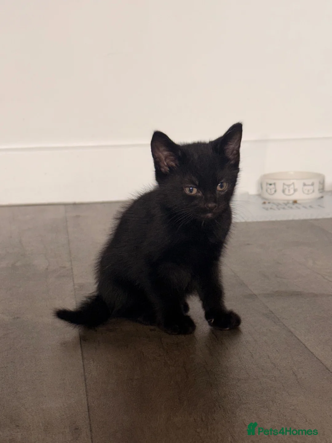 Mixed Breed cats for sale: Kittens ready for a new home in Sheffield - Advert 3
