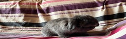 Mini Lop rabbits for sale: One pure mini lop female rabbit - Advert 4