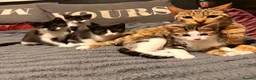 Mixed Breed cats for sale: Kittens looking for loving 5* homes  - Advert 1