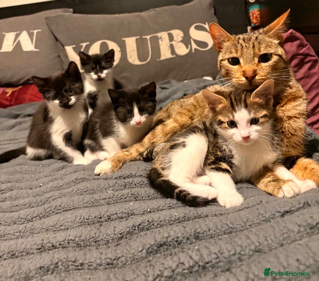 Mixed Breed cats for sale: Kittens looking for loving 5* homes  - Advert 1