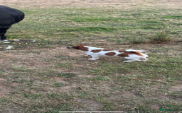 Jack Russell dogs for stud: Stud dog - Image 2