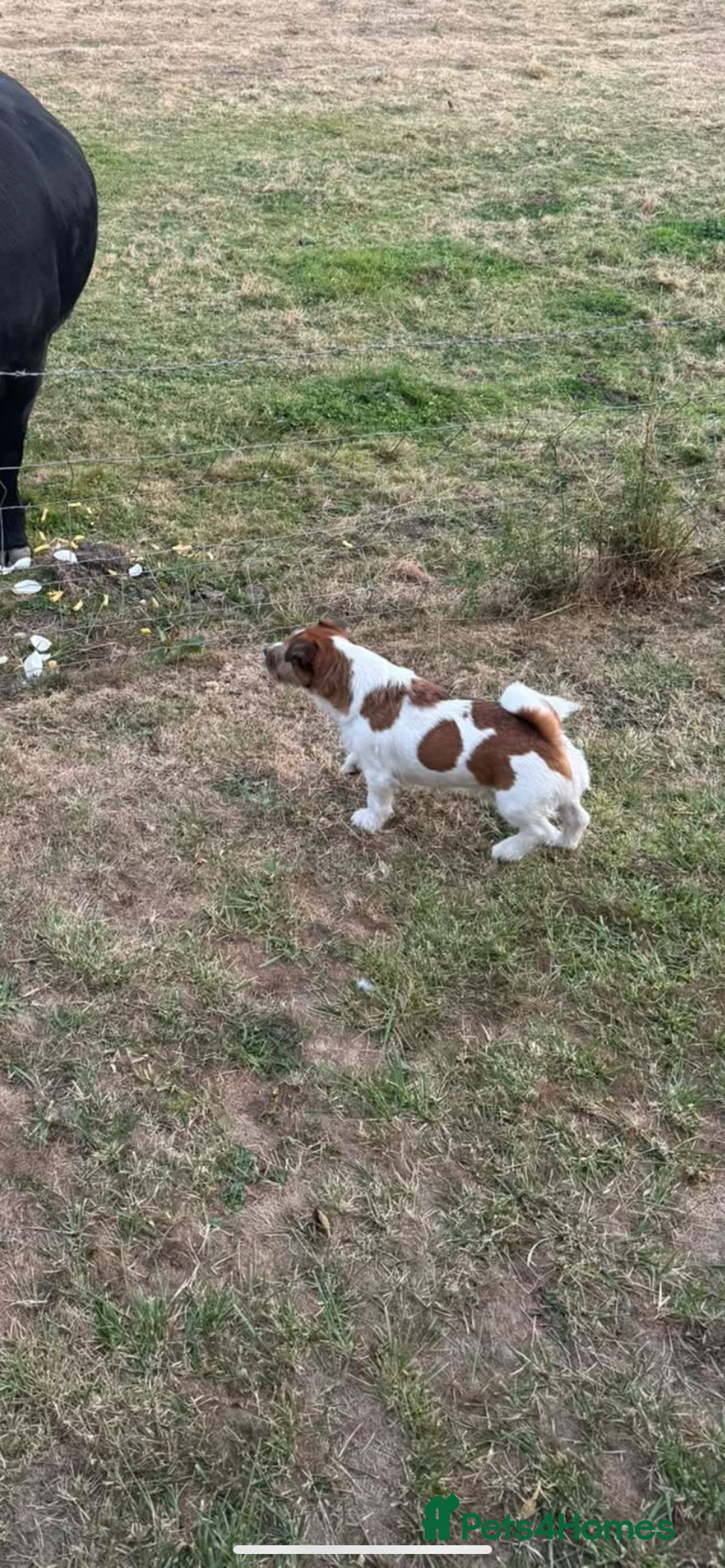 Jack Russell dogs for stud: Stud dog - Image 2