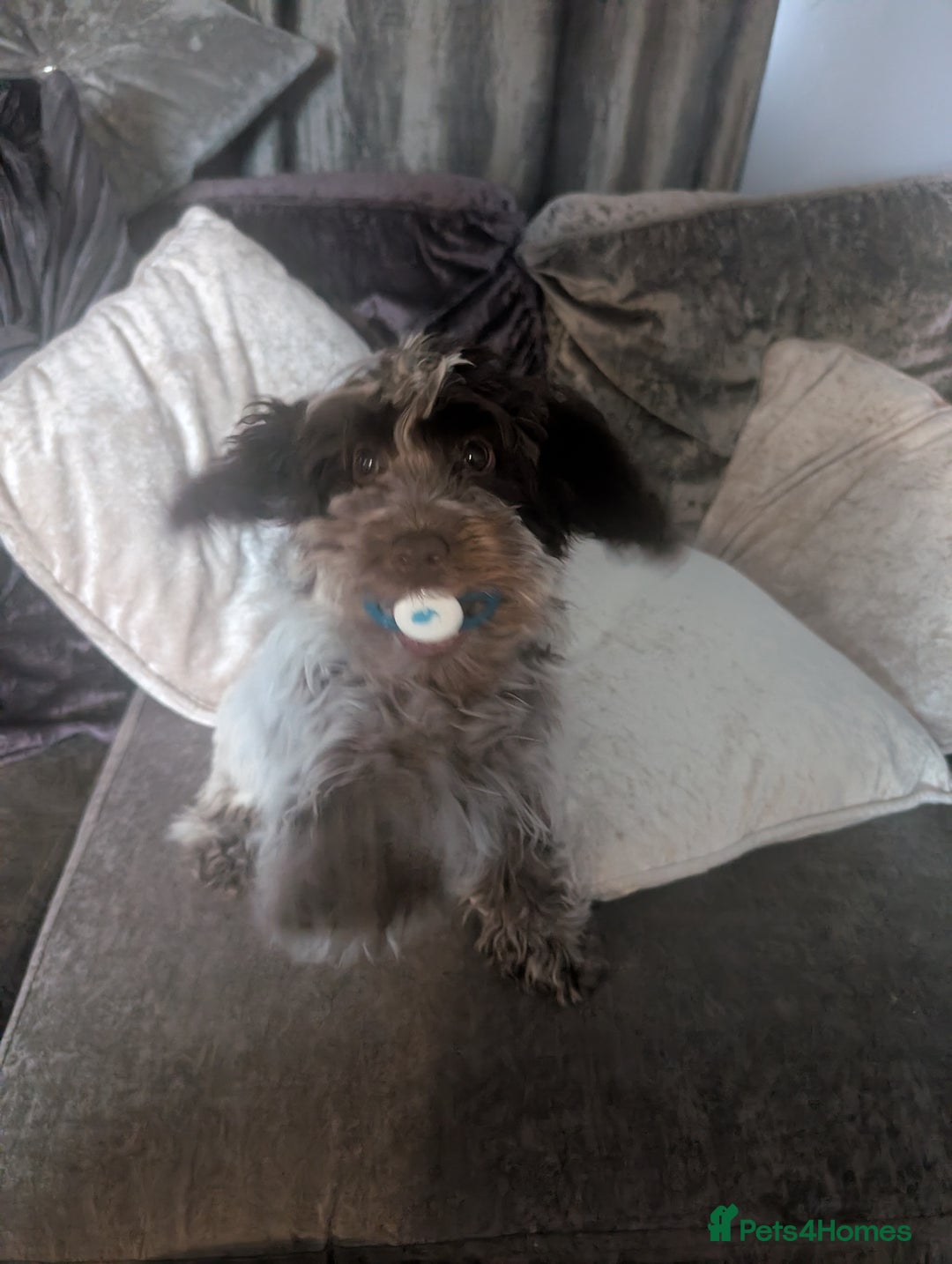 Cockapoo dogs for sale: Stunning chocolate roan Female F1 cockapoo  - Advert 4