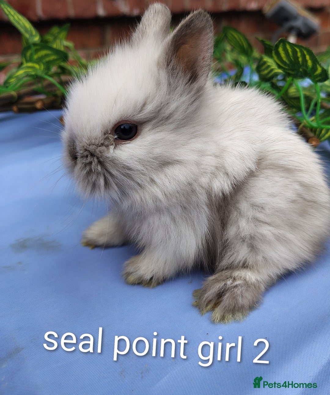 Lionhead rabbits for sale: Mini lops and lion head bunnies  - Image 3