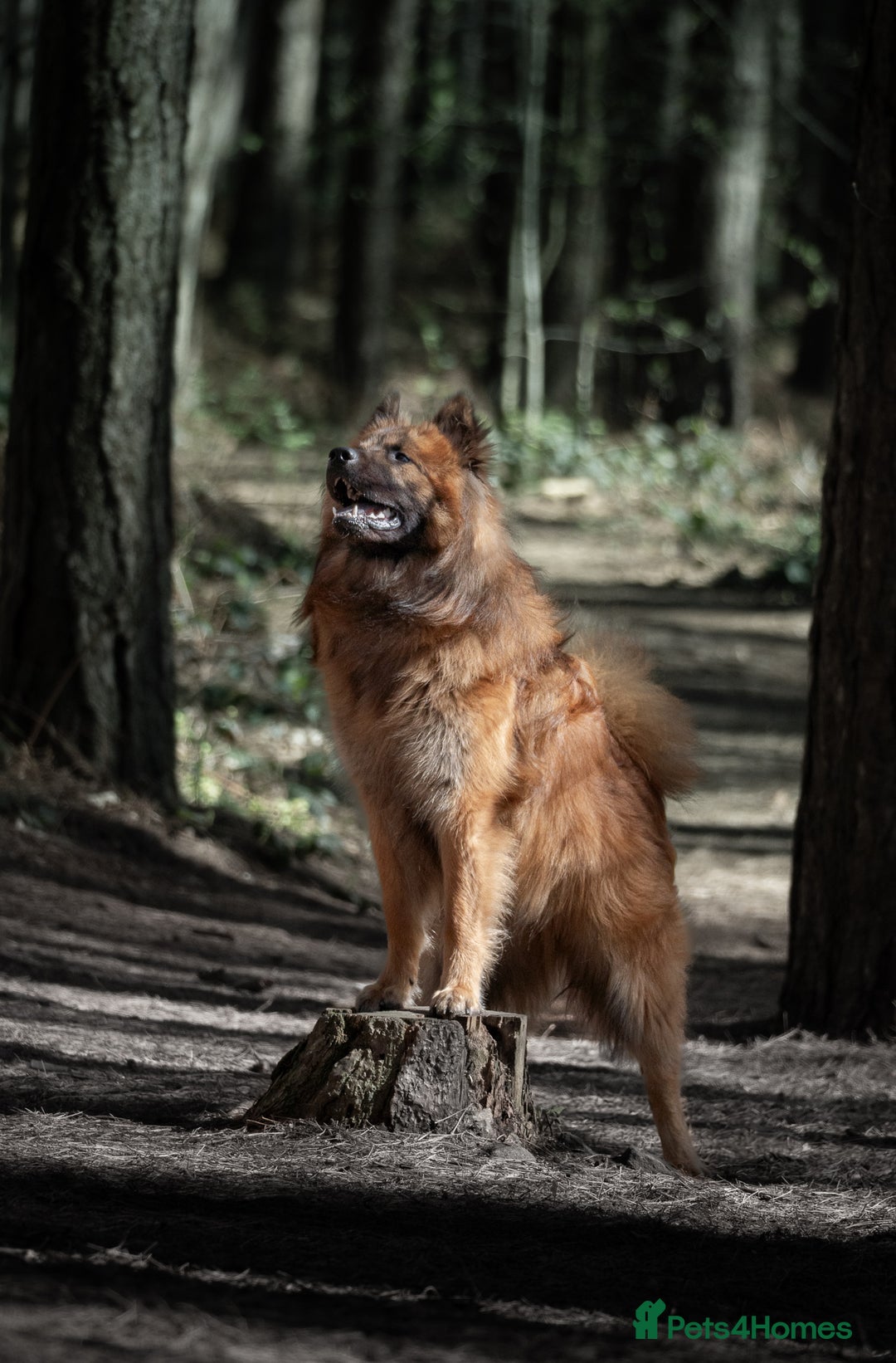Eurasier dogs for sale: Beautiful KC Eurasier pups due september - Image 5
