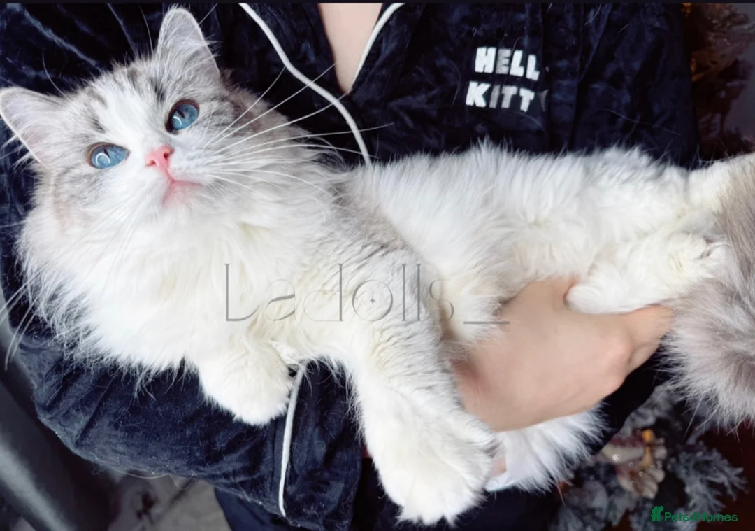 Ragdoll cats for sale: 🐾 Beautiful Blue-Eyed kittens 🐾 - Advert 3