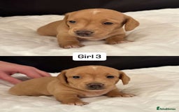Miniature Dachshund dogs for sale: *REDUCED* KC Miniature dachshunds carry cream🧬 in Greenock - Image 5