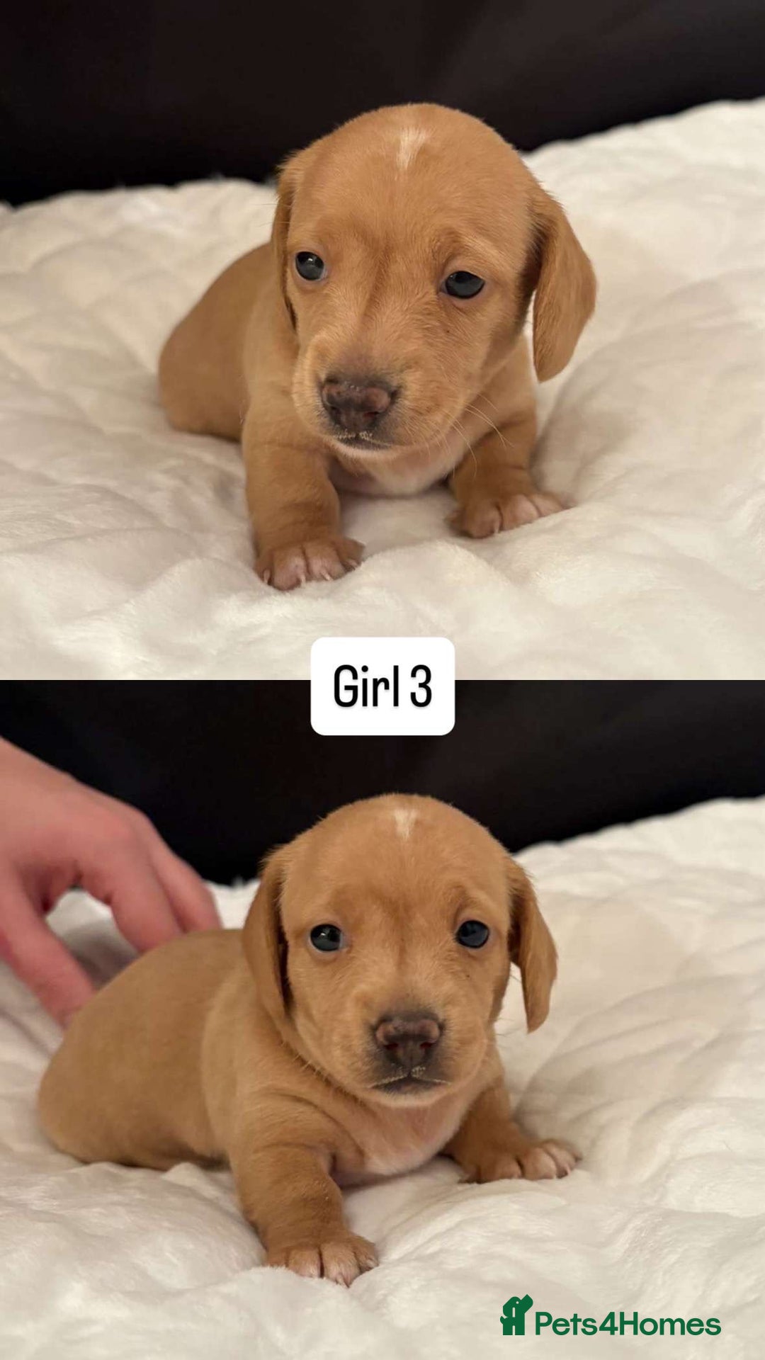 Miniature Dachshund dogs for sale: *REDUCED* KC Miniature dachshunds carry cream🧬 in Greenock - Image 5