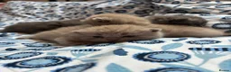 British Shorthair cats for sale: Pedigree British Blue/ Lilac Kittens - Advert 2