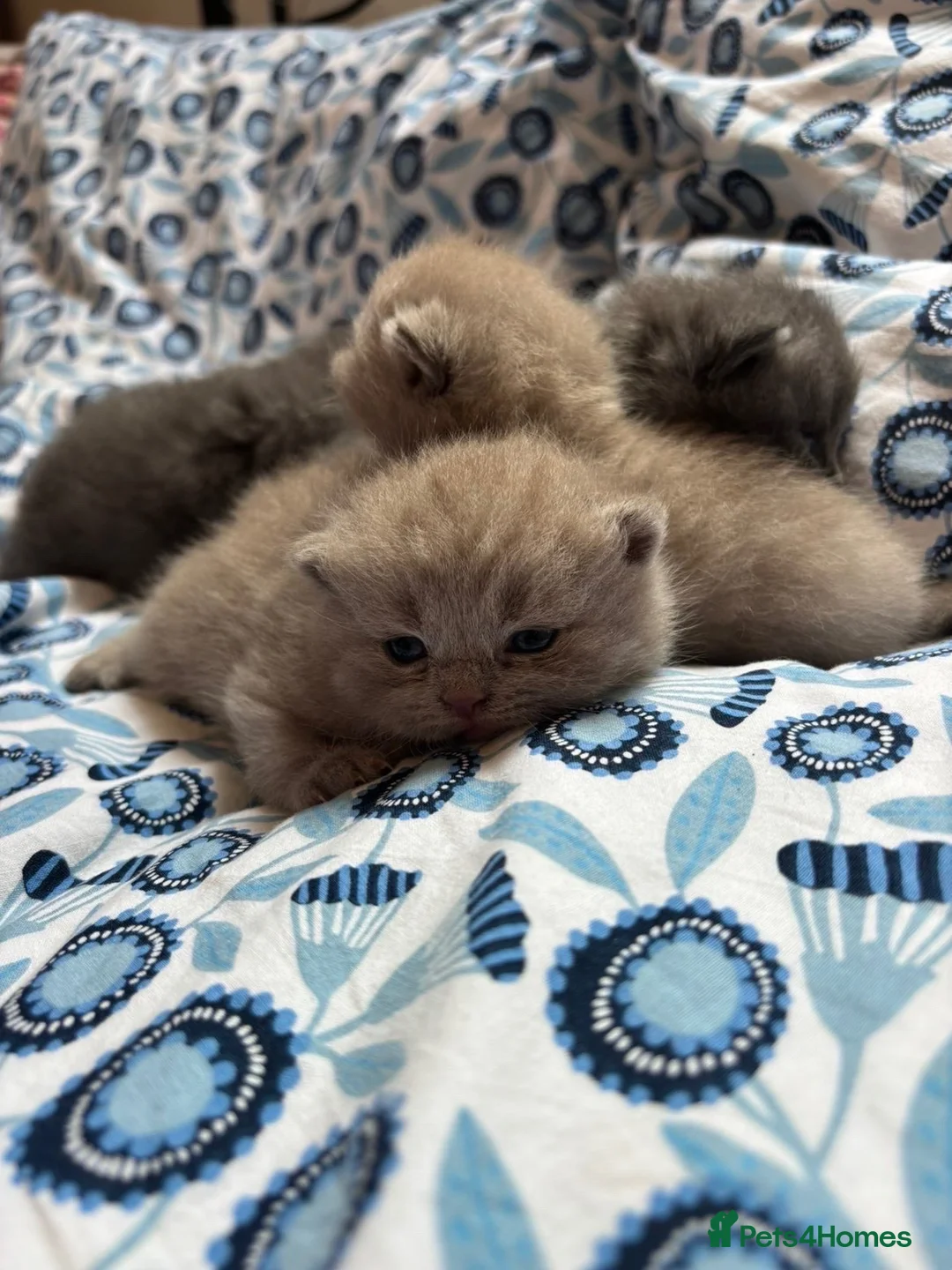 British Shorthair cats for sale: Pedigree British Blue/ Lilac Kittens - Advert 2