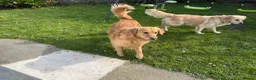 Golden Retriever dogs for sale: Chunky golden retriever puppies, kc registered in Poulton-le-Fylde - Advert 22