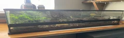 Leopard Gecko reptiles for sale: Leopard Gecko - Advert 5