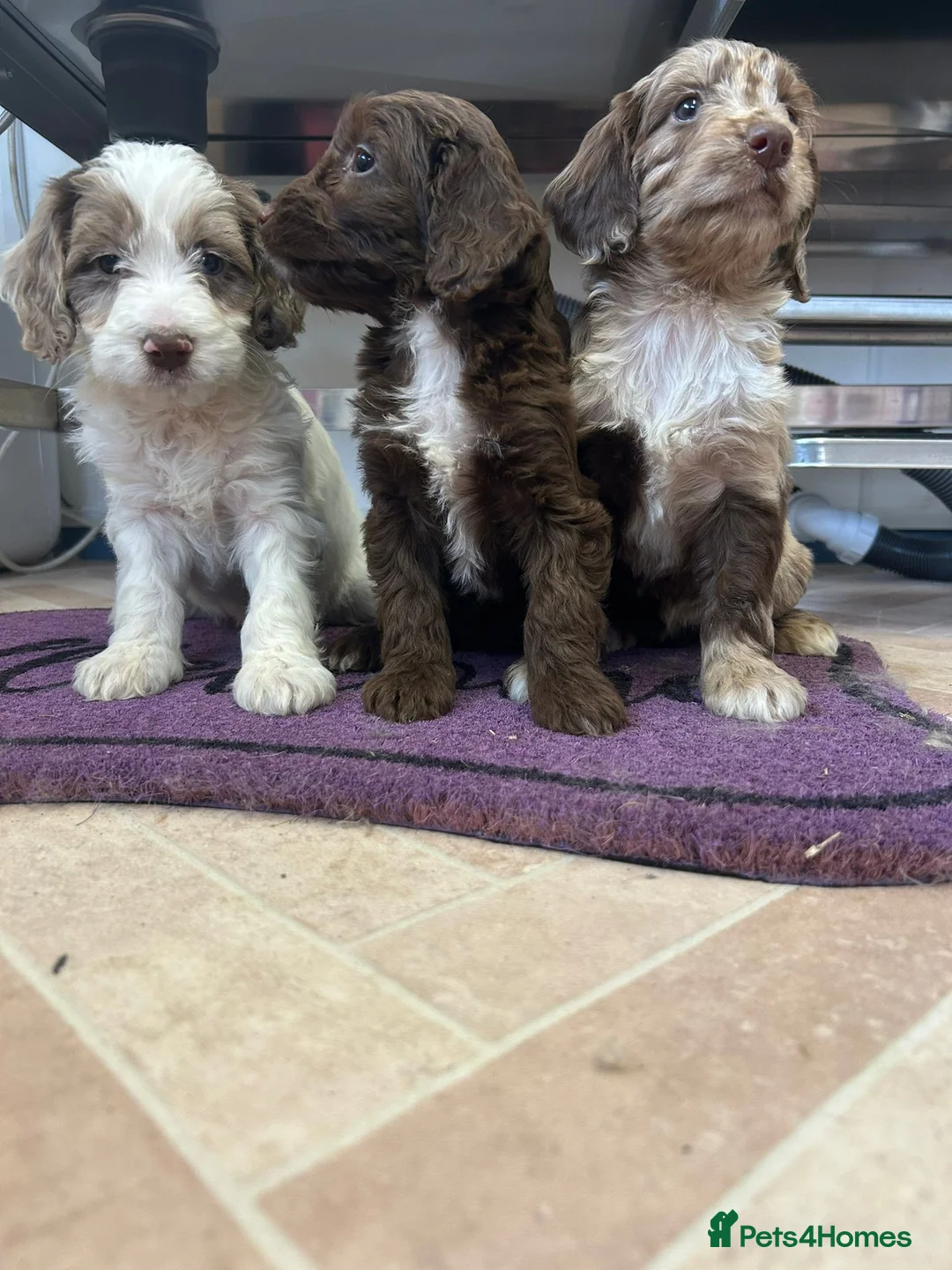 Cockapoo dogs for sale: Cockapoo puppies  - Advert 1