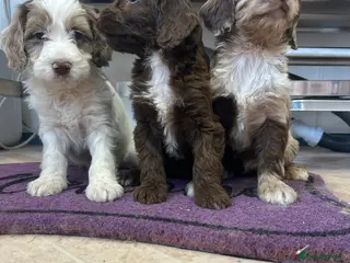 Cockapoo dogs Cockapoo puppies - Advert 2