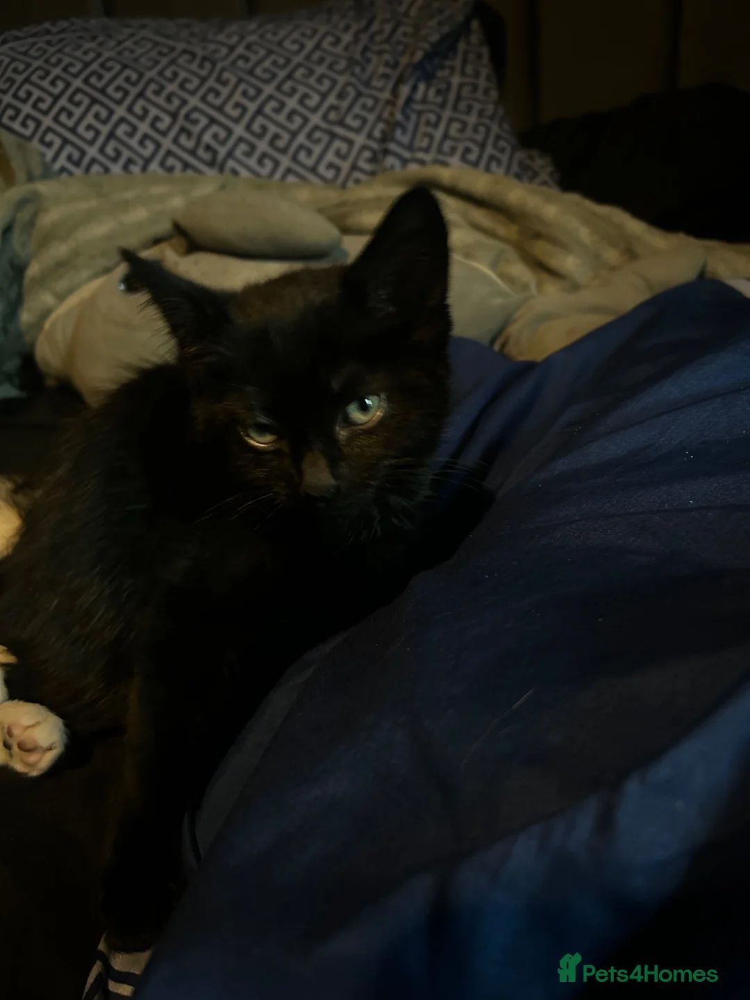 Mixed Breed cats for sale: Kittens for sale!! in West Bromwich - Advert 11