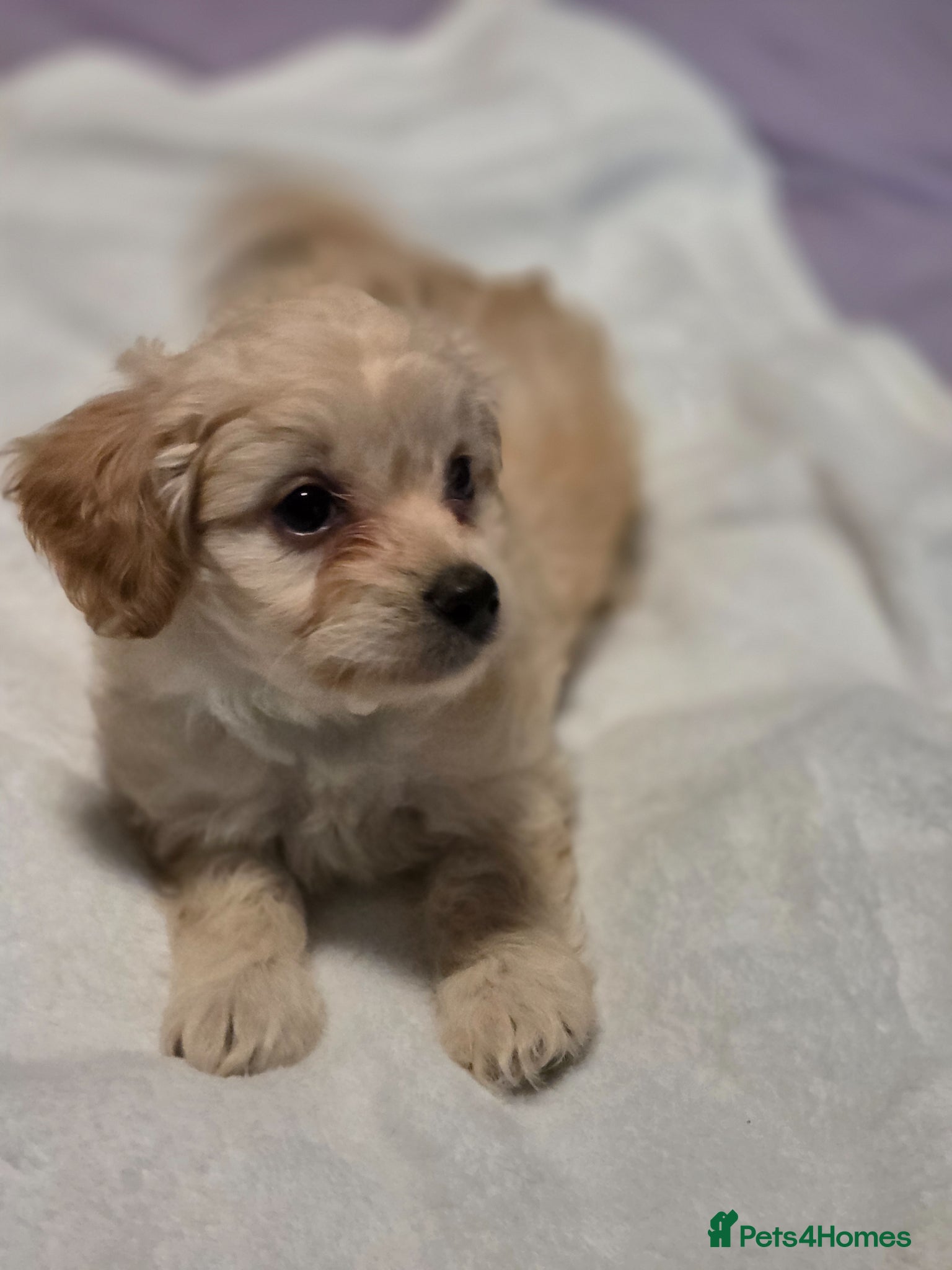Chipoo dogs for sale:  Chihuahua x miniature poodles  in Leicester - Advert 11
