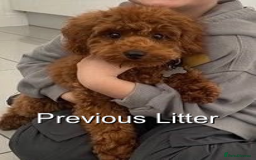 Cavapoo dogs for sale: EXTENSIVELY HEALTH TESTED Red Cavapoos - Image 13