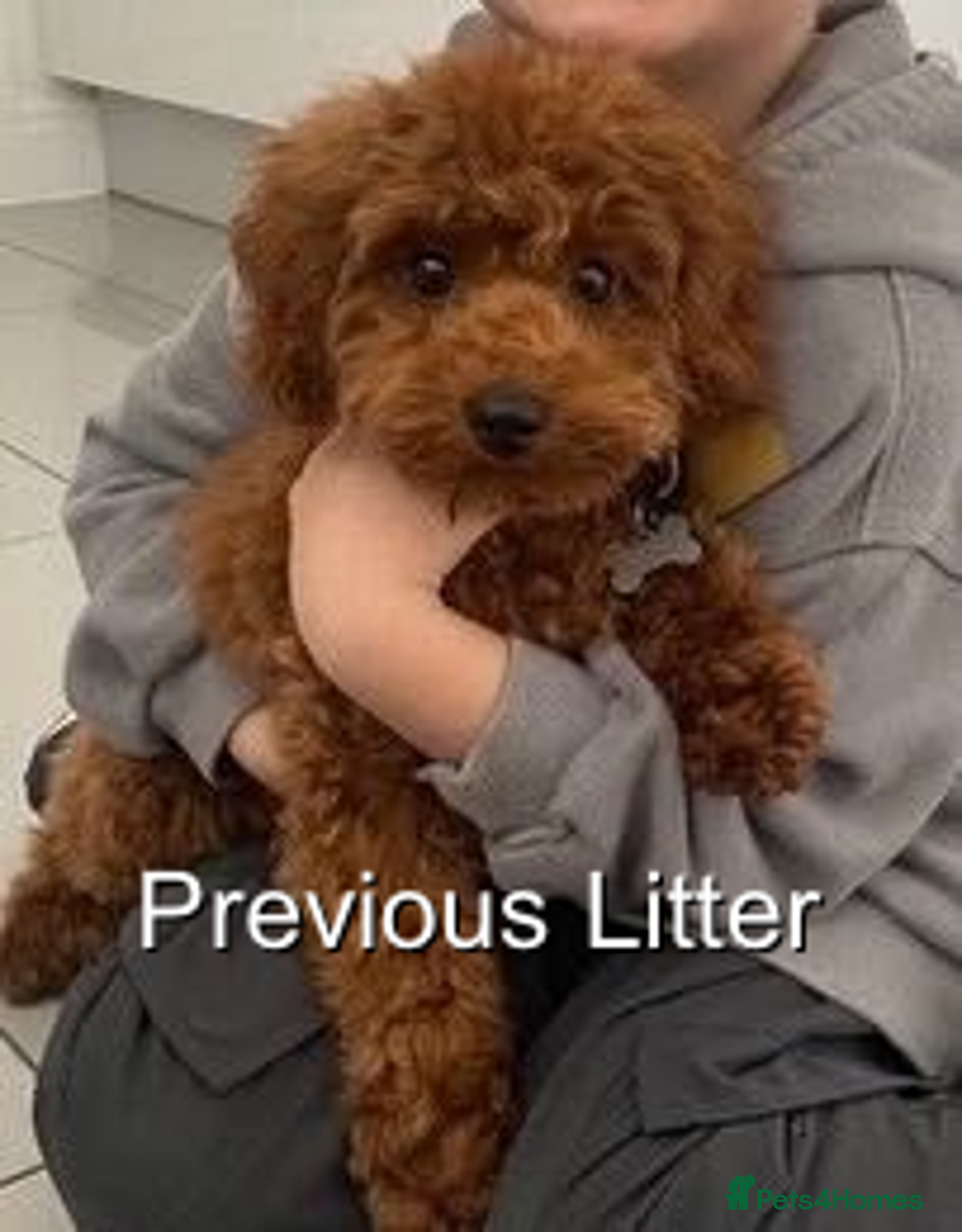 Cavapoo dogs for sale: EXTENSIVELY HEALTH TESTED Red Cavapoos - Image 13